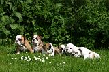 BULLDOG ANGLAIS 225